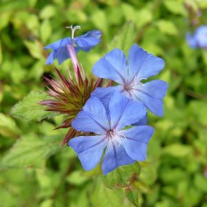 Ceratostigma willmotianum Forest Blue