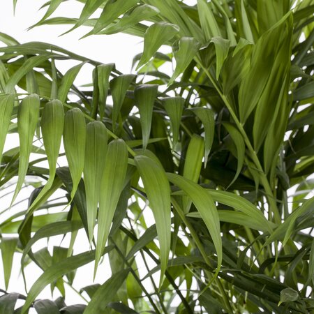 Chamaedorea elegans - image 1