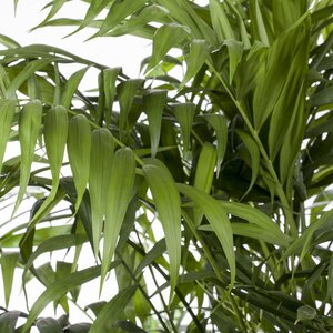Chamaedorea elegans - image 1