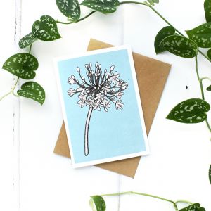 Charlotte's Card Agapanthus