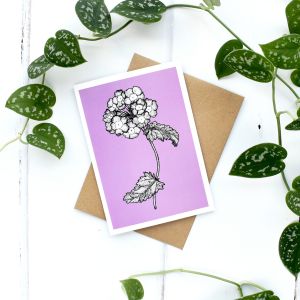 Charlotte's Card Verbena