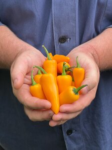 Chilli Golden Jalapeno