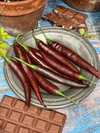 Chilli Montezuma
