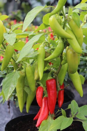 Chilli Pepper (Medium) Sizzler 9cm