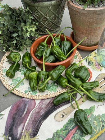 Chilli Pepper (Mild) Padron 9cm