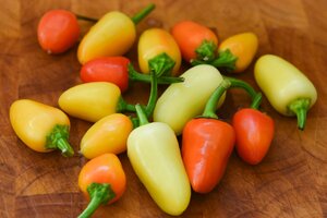 Chilli Pepper (Mild) Santa Fe Grande 9cm