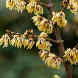 Chimonanthus praecox
