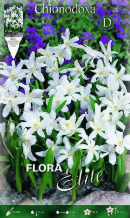 Chionodoxa Alba