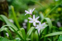 Chionodoxa Bulbs
