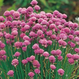 Chives Seeds