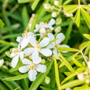 Choisya Aztec Pearl - image 2