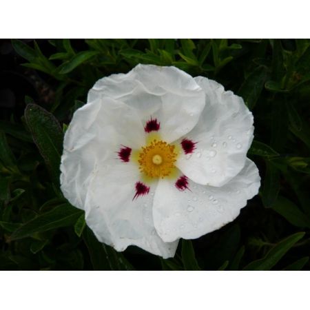 Cistus Decumbens