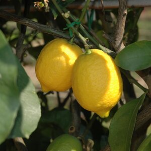 Citrus Lemon 1/4 std - image 1