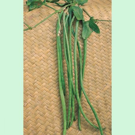 Climbing French Bean Yard Long Seeds