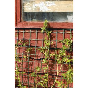 Climbing plant support mesh 0.5 x 5M - image 2