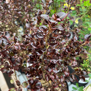 Coprosma Tequila Sunrise Mirror Plant