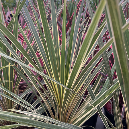 Cordyline australis Torbay Dazzler