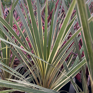 Cordyline australis Torbay Dazzler