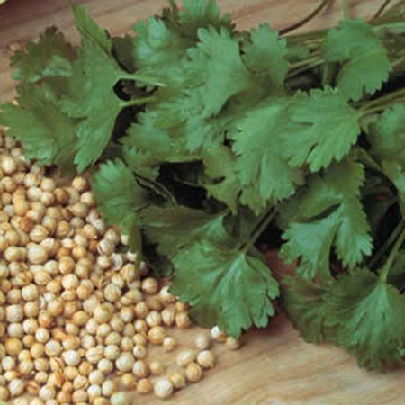 Coriander Cilantro Organic Seeds