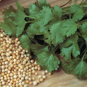 Coriander Cilantro Organic Seeds