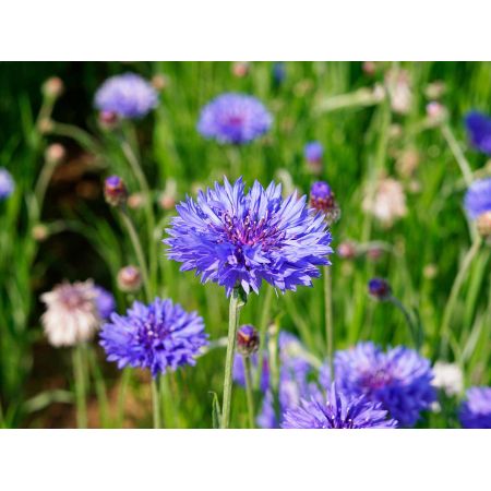 Cornflower Blue Ball Seeds