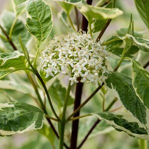 Cornus alba Elegantissima Dogwood