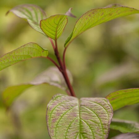 Cornus alba Nightfall