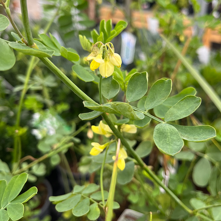 Coronilla valentina subsp. glauca 'Citrina'