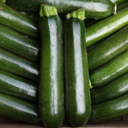 Courgette Midnight F1 Seeds