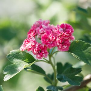 Crataegus Paul's Scarlet