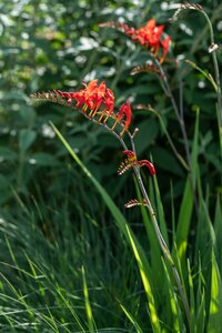 Crocosmia 'Emberglow'