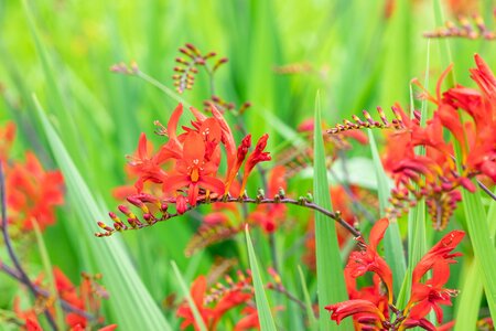 Crocosmia 'Lucifers Children' - 1L