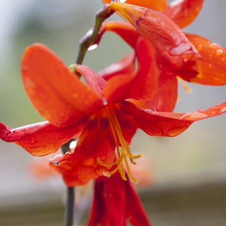 Crocosmia x crocosmiiflora 'Babylon'