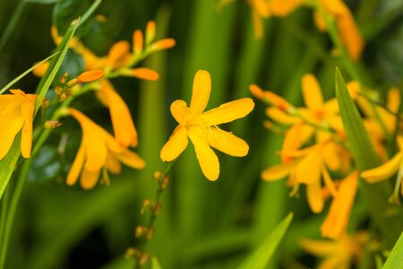 Crocosmia x crocosmiiflora 'Buttercup'