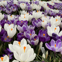 Crocus Bulbs