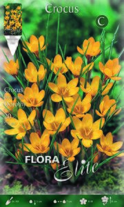 Crocus Dorothy
