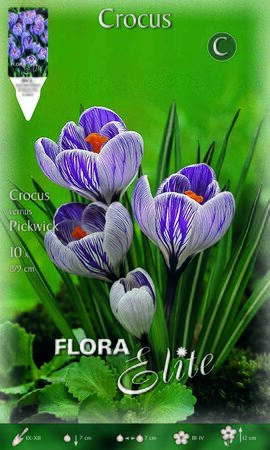 Crocus Pickwick