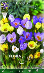 Crocus Species Mixed