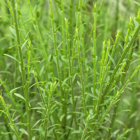 Cytisus Lena
