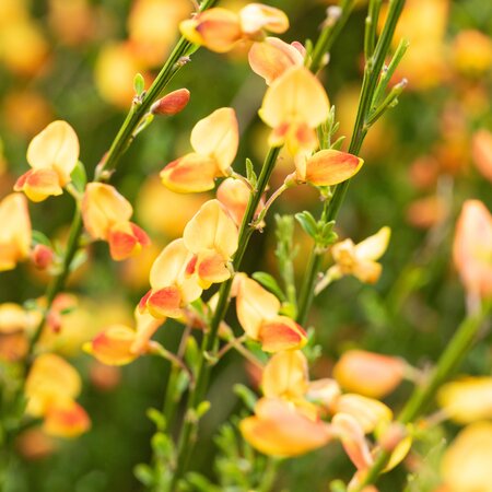 Cytisus x boskoopii Apricot Gem