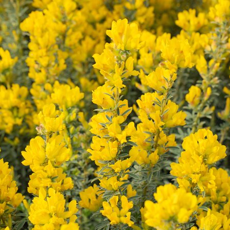 Cytisus x praecox 'Allgold'
