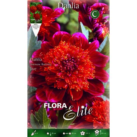 Dahlia Anemone Jive