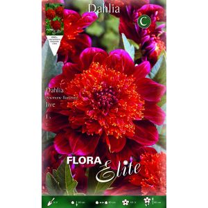 Dahlia Anemone Jive