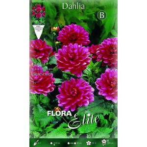 Dahlia Border Bluesette