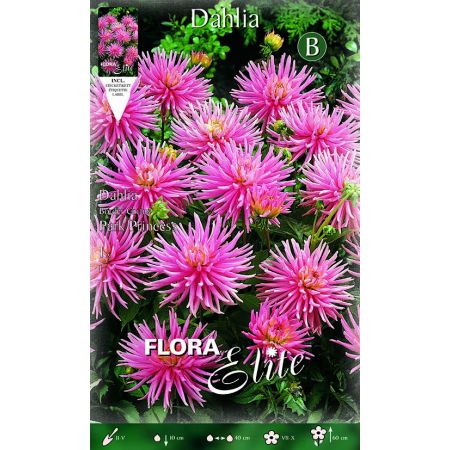 Dahlia Border Cactus Park Princess