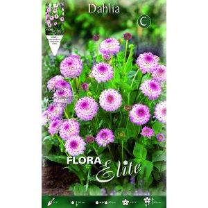 Dahlia Border Pink Isa