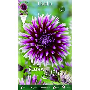 Dahlia Cactus Alauna Clair Obscur