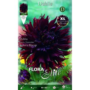 Dahlia Cactus Kenora Macop