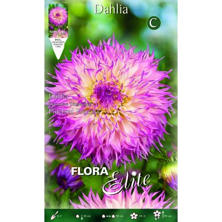 Dahlia Cactus Pineland Princess