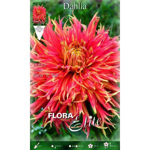 Dahlia Cactus Show n Tell